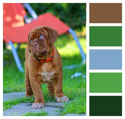 Dog Puppy Dogue De Bordeaux Image